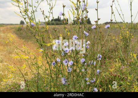 une cichorie sauvage avec de belles fleurs bleues devant une grande marge de champ avec différentes fleurs sauvages dans la campagne en été Banque D'Images