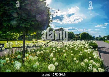 Étonnantes boules blanches d'oignon en fleurs dans le parc Muzeon avec l'érable globulaire : beauté de la nature en juin à Moscou Banque D'Images