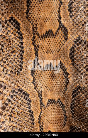 Véritable fond de peau de serpent python authentique, animaux exotiques confisqués par la frontière par la coutume, interdits d'entrée en Europe Banque D'Images