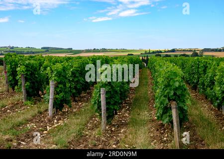 Vignobles de l'appellation Pouilly-fume, élaboration de vin blanc sec à partir de raisins sauvignon poussant sur différents types de sols, France Banque D'Images