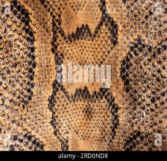 Véritable fond de peau de serpent python authentique, animaux exotiques confisqués par la frontière par la coutume, interdits d'entrée en Europe Banque D'Images