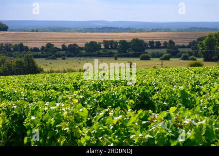 Vignobles de l'appellation Pouilly-fume, élaboration de raisins sauvignon blanc secs blancs poussant sur différents types de sols, France Banque D'Images