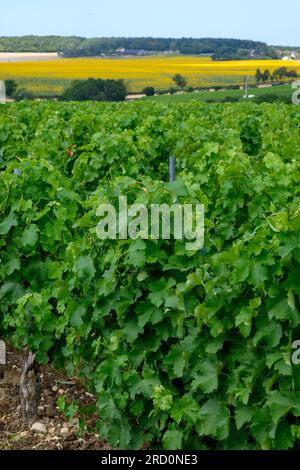 Vignobles de l'appellation Pouilly-fume, élaboration de vin blanc sec à partir de raisins sauvignon poussant sur différents types de sols, France Banque D'Images