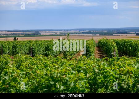 Vignobles de l'appellation Pouilly-fume, élaboration de vin blanc sec à partir de raisins sauvignon blanc poussant sur différents types de sols, France Banque D'Images