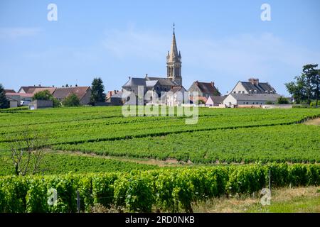 Vignobles de l'appellation Pouilly-fume, élaboration de vin blanc sec à partir de raisins sauvignon blanc poussant sur différents types de sols Banque D'Images