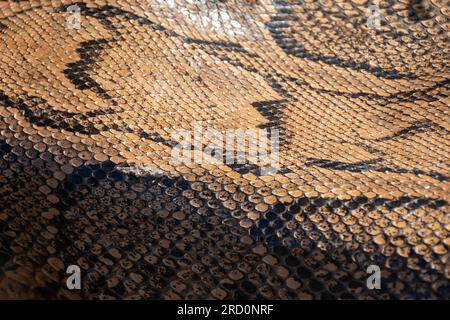 Véritable fond de peau de serpent python authentique, animaux exotiques confisqués par la frontière par la coutume, interdits d'entrée en Europe Banque D'Images