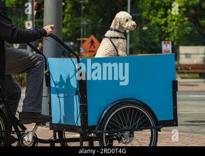 Homme sur un vélo cargo avec son ami chien. Homme mature chevauchant un vélo cargo dans la ville. Vélo tricycle vélo avec un chien dans un panier dans la rue. Banque D'Images