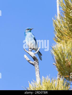 Un oiseau bleu de montagne perche contre un ciel bleu.. Banque D'Images