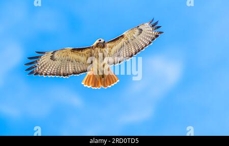 Un Hawk à queue rouge s'envole dans le ciel bleu du Wyoming. Banque D'Images