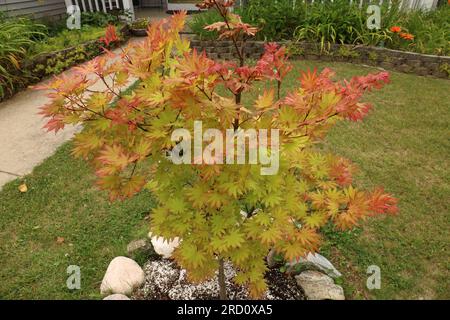 Un petit érable japonais Autumn Moon dans une cour avant paysagée avec des parterres de fleurs, un trottoir et un porche en été dans le Wisconsin, États-Unis Banque D'Images