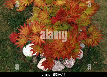 En regardant vers le bas les feuilles vives rouge, orange et jaune d'un petit érable japonais Autumn Moon en été dans le Wisconsin, États-Unis Banque D'Images