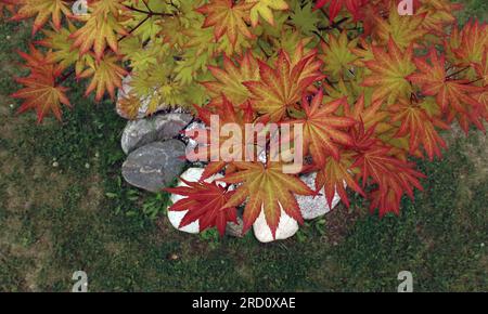 En regardant vers le bas les feuilles vives rouge, orange, vert et jaune d'un petit érable japonais Autumn Moon en été dans le Wisconsin, États-Unis Banque D'Images