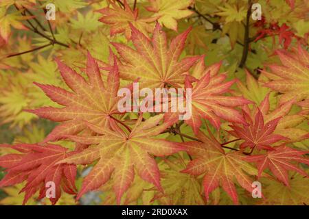 Gros plan des feuilles vives rouge, orange et jaune d'un petit érable japonais Autumn Moon en été dans le Wisconsin, États-Unis Banque D'Images