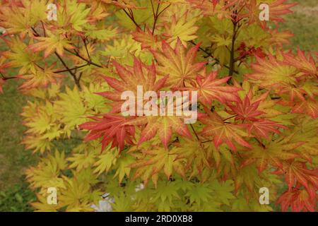 Gros plan des feuilles vives rouge, orange et jaune d'un petit érable japonais Autumn Moon en été dans le Wisconsin, États-Unis Banque D'Images