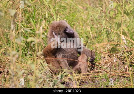 Babouins olivier dans le parc national de Tarangire, Tanzanie, Afrique de l'est Banque D'Images