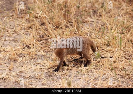 Mangouste baguée au Tarangire Nationalpark, Tanzanie, Afrique de l'est Banque D'Images