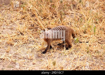 Mangouste baguée au Tarangire Nationalpark, Tanzanie, Afrique de l'est Banque D'Images