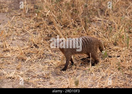 Mangouste baguée au Tarangire Nationalpark, Tanzanie, Afrique de l'est Banque D'Images