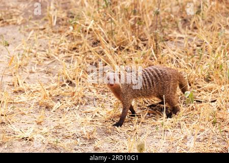 Mangouste baguée au Tarangire Nationalpark, Tanzanie, Afrique de l'est Banque D'Images