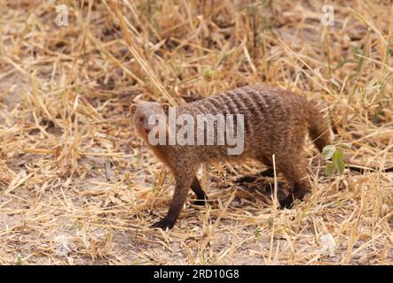 Mangouste baguée au Tarangire Nationalpark, Tanzanie, Afrique de l'est Banque D'Images