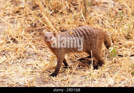 Mangouste baguée au Tarangire Nationalpark, Tanzanie, Afrique de l'est Banque D'Images