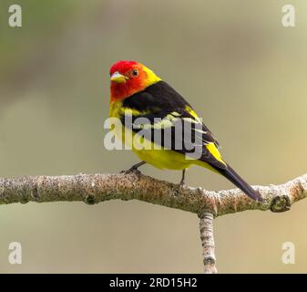 Un homme Western Tanager montre ses couleurs saisissantes. Banque D'Images