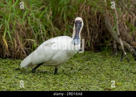 Le spoonbill royal (Platalea regia) est un grand oiseau d'eau vive avec le bec noir en forme de cuillère que l'on trouve sur le côté est de l'Australie. Banque D'Images