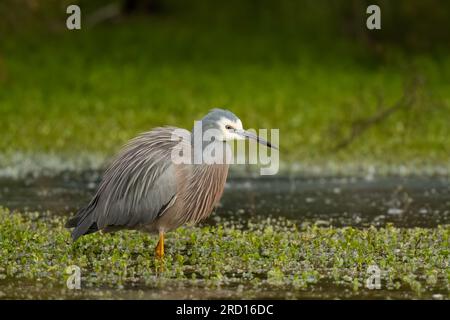 Héron à face blanche (Egretta novaehollandiae)le héron à face blanche est un héron bleu-gris clair avec une face blanche. trouvé n'importe où où où il y a de l'eau Banque D'Images