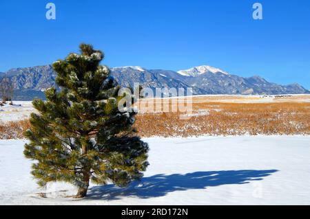 Lone Colorado Pine fait face aux montagnes Rocheuses accidentées. Les sommets sont couverts de neige et les arbres sont assis dans un champ de neige. Banque D'Images