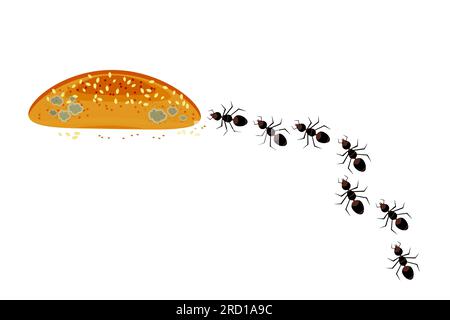 Fourmis marchant en ligne vers le pain. Colonie de fourmis et nourriture. Problème d'insectes nuisibles incontrôlés à l'intérieur de la cuisine. Concept de lutte antiparasitaire. Vecteur Illustration de Vecteur