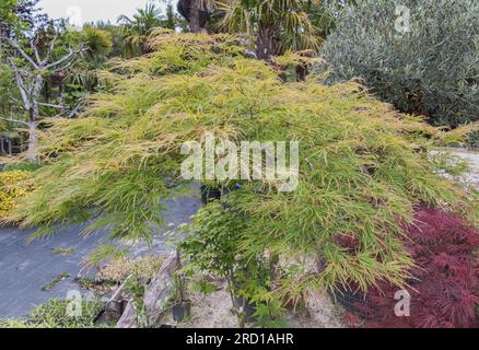 Acer palmatum dissectum Seiryu en été dans un jardin japonais en plein air Banque D'Images