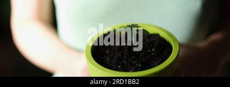 Femme tient dans les mains pot avec petite plante verte. Banque D'Images