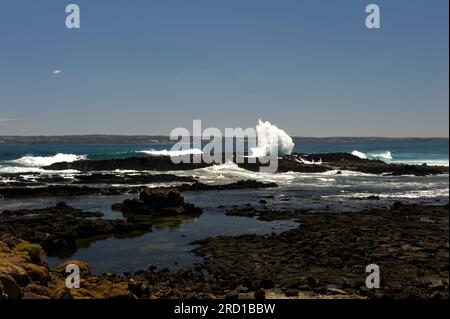 Phillip Island était volcanique dans un passé lointain, il a donc beaucoup de côtes noires et rocheuses, avec des piscines rocheuses à explorer - si vous pouvez y arriver! Banque D'Images