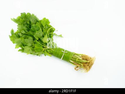 Bouquet isolé de céleri asiatique biologique sur fond blanc, enveloppant avec une petite feuille de bananier et cravate avec robe naturelle. Banque D'Images