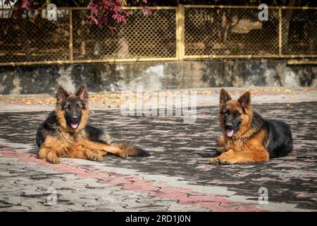 Deux bergers allemands assis par terre dans une maison. Le berger allemand est une race de chien populaire. Banque D'Images