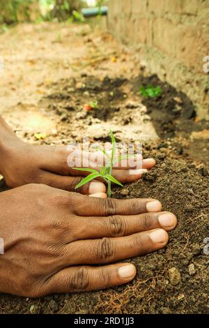 Mains d'un agriculteur plantant une jeune plante dans le sol. Banque D'Images