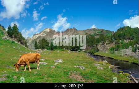 Vache pâturant dans un paysage vert spectaculaire et merveilleux plein d'herbe avec une rivière à côté et des montagnes, certaines enneigées, en arrière-plan wi Banque D'Images