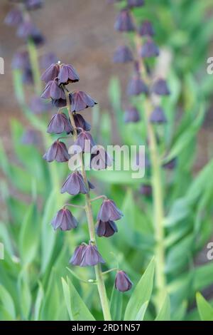 Fritillaria persica Blues Brothers, persica Blues Brothers, bulbeux vivace, violet profond, fleurs presque noires Banque D'Images