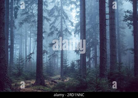 Géographie / voyages, Allemagne, Hesse, Niedernhausen, brume d'automne dans la forêt de Taunus, Niedernhausen, INFORMATIONS-AUTORISATION-DROITS-SUPPLÉMENTAIRES-NON-DISPONIBLES Banque D'Images