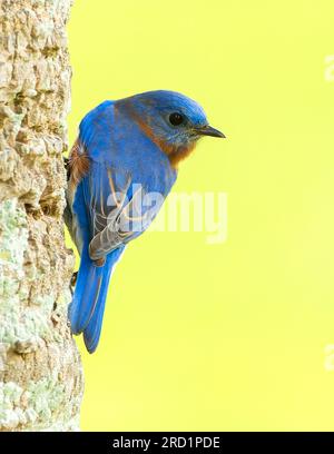 Oiseau bleu de l'est, Sialia sialis bermudensis, à la fin de l'automne sur les Bermudes. Banque D'Images