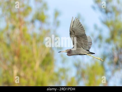 Migrateur d'automne Little Blue Heron, Egretta caerulea, aux Bermudes. Banque D'Images