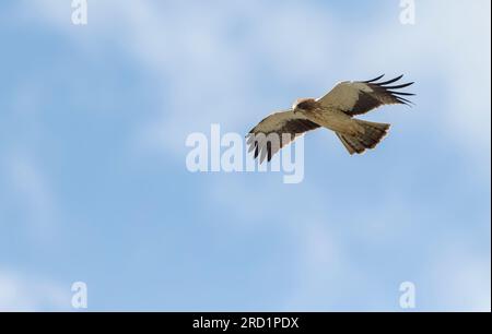 Morph léger Boot Eagle (Hieraaetus pennatus) sur la migration au-dessus de l'Espagne. Banque D'Images