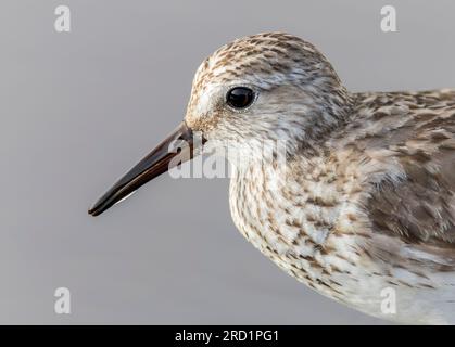 Automne plumeuse à rumpes blanches, Calidris fuscicollis, sur les Bermudes pendant la migration automnale. Banque D'Images