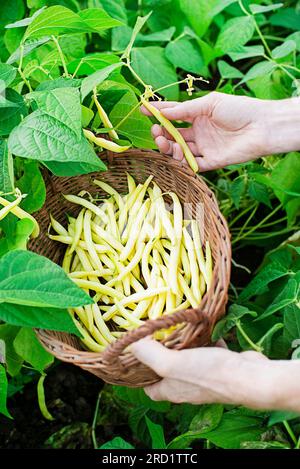 Gros plan de haricots jaunes frais plumés dans le panier dans les mains de femme, jardin potager dans le fond de saison d'été Banque D'Images