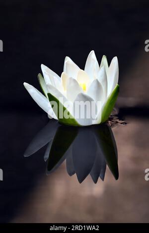 Nénuphar unique avec des reflets sur l'eau calme près du moulin à eau de Dunajský Klátov dans la zone de conservation de la nature de Klátovské rameno Banque D'Images