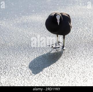 Hivernage du Coot eurasien (Fulica atra) à Katwijk, pays-Bas. Debout sur la glace. Banque D'Images