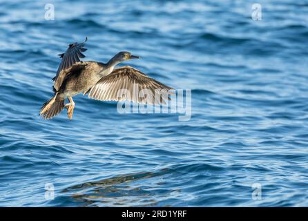 Poil d'Europe immature (Phalacrocorax aristotelis aristotelis) au large des côtes des îles Scilly, Cornouailles, Angleterre. Banque D'Images