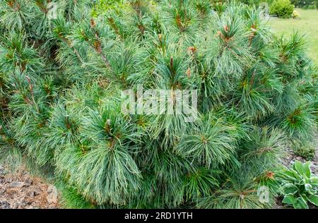 PIN de Sibérie nain, arbre, Pinus pumila 'glauca' dans le jardin Banque D'Images