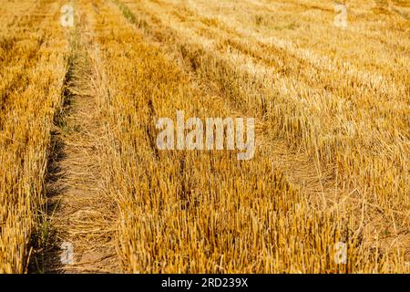 Un champ agricole récolté avec chaume après la sécheresse, Allemagne Banque D'Images