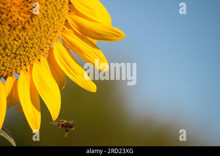 Macro des pétales de tournesol et apis mellifera volant à la recherche de pollen Banque D'Images